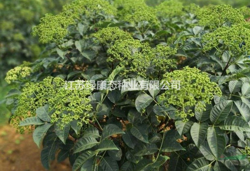 吳茱萸入藥部位，綠康態(tài)歡迎您來電咨詢
