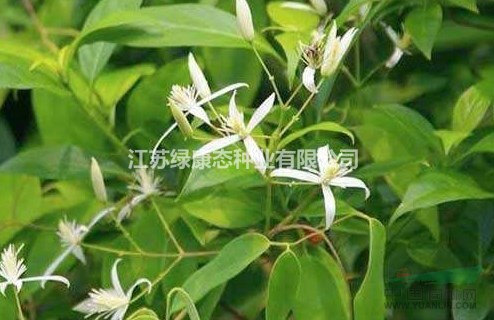 甘草詳細資料，詳情請聯(lián)系綠康態(tài)