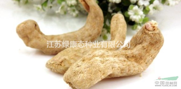 天麻詳細(xì)資料，詳情請聯(lián)系綠康態(tài)