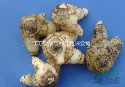 知母的產(chǎn)地，種子綠康態(tài)有，量大優(yōu)惠