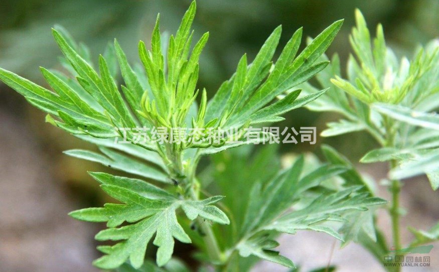 艾草詳細(xì)資料，詳情請(qǐng)聯(lián)系綠康態(tài)