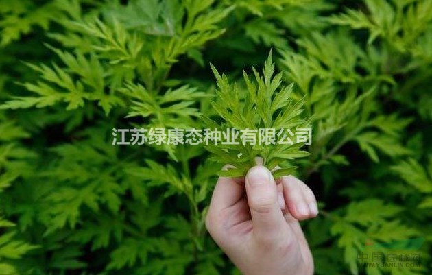 艾草栽培技術(shù)，綠康態(tài)歡迎您來電咨詢