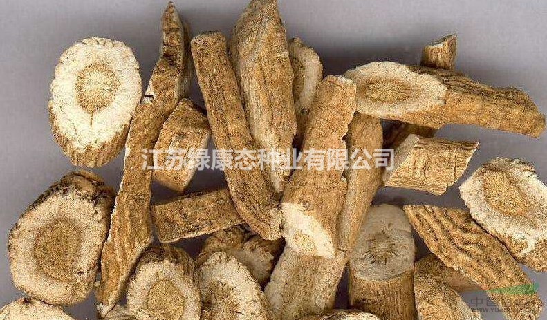 板藍(lán)根入藥部位，綠康態(tài)歡迎您來電咨詢