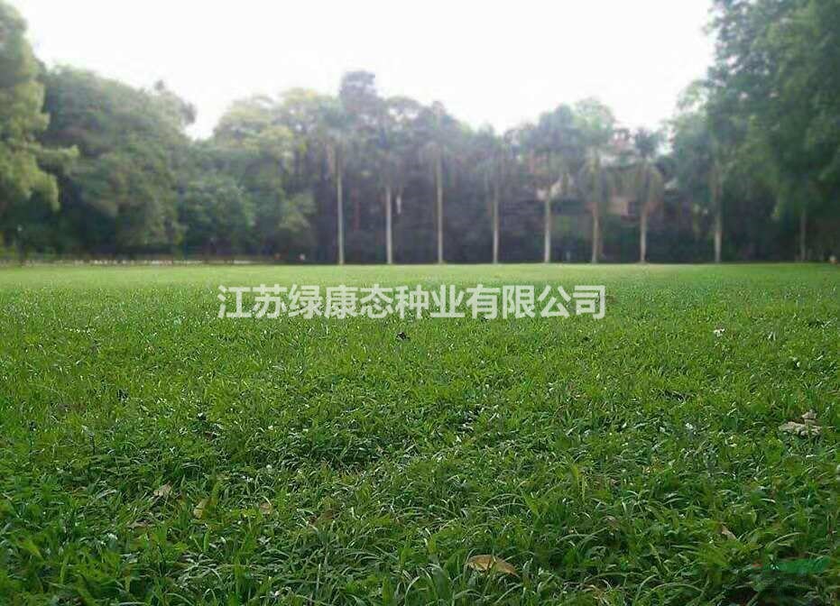 蘭引3號草坪大量供應