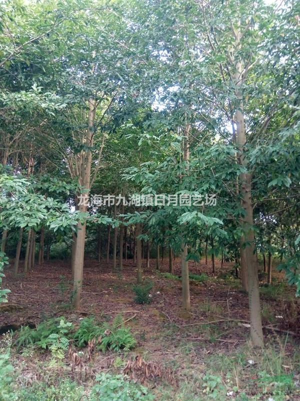 樂(lè)昌含笑 全冠8-15公分 自產(chǎn)自銷
