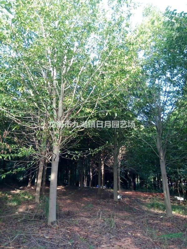 樂(lè)昌含笑 全冠8-15公分 自產(chǎn)自銷