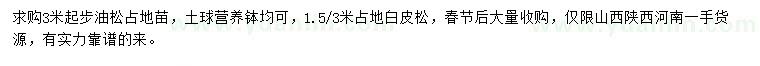 求購米起步油松
