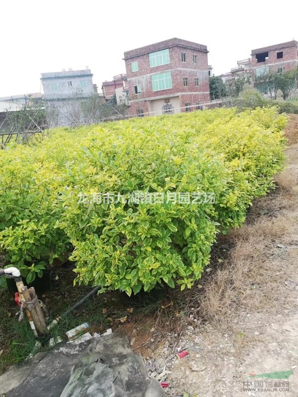 金邊假連翹球 黃金路球袋苗 黃金路地被 自產(chǎn)自銷(xiāo)
