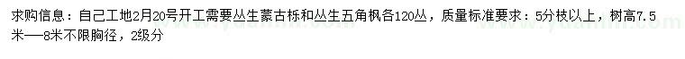 求購(gòu)高7.5-8米叢生蒙古櫟、叢生五角楓
