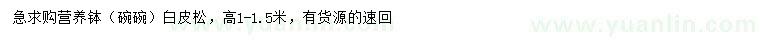 求購高1-1.5米白皮松