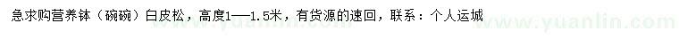 求購(gòu)高度1-1.5米白皮松