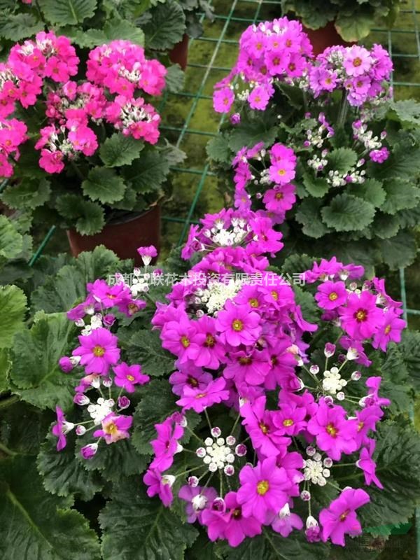 四川小花櫻草供應(yīng) 基地批發(fā)小花櫻草