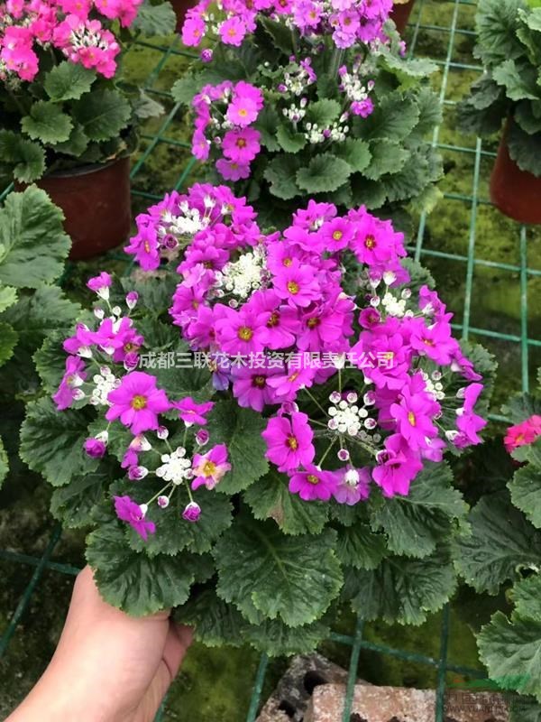 四川小花櫻草供應(yīng) 基地批發(fā)小花櫻草