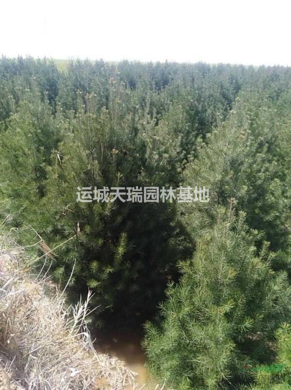 白皮松，白皮松價格，2米白皮價格，3米白皮松價格。