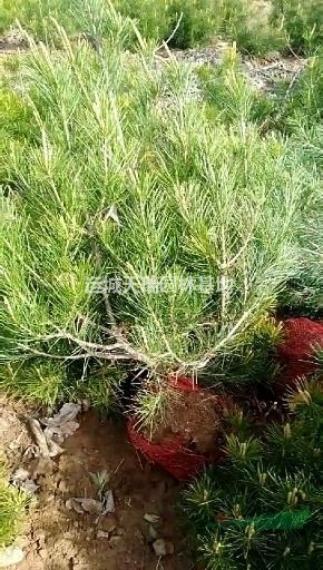 白皮松，白皮松價格，2米白皮價格，3米白皮松價格。