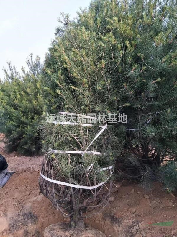 白皮松，白皮松價格，2米白皮價格，3米白皮松價格。