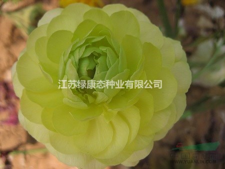 花毛茛花后的處理方法    【常年銷(xiāo)售進(jìn)口種球】