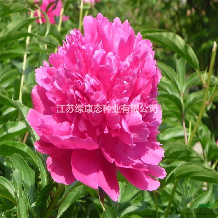 牡丹和芍藥的區(qū)別    【牡丹根 芍藥根大量有貨】
