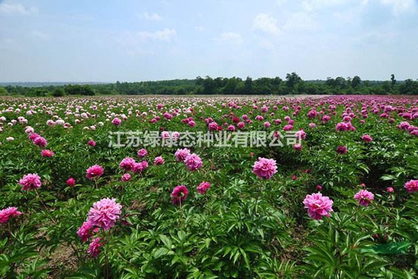 牡丹和芍藥的區(qū)別    【牡丹根 芍藥根大量有貨】