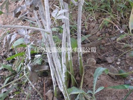 芍藥、牡丹種植栽培技術(shù)