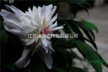 芍藥怎么施肥？注意這五項(xiàng)!