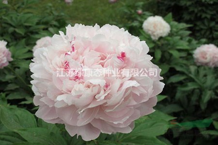 白芍藥的種植方法  【求購(gòu)芍藥根找江蘇綠康態(tài)種業(yè)有限公司】