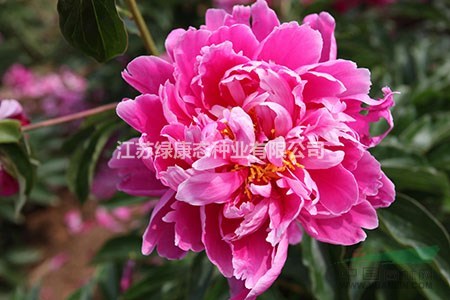 白芍藥的種植方法  【求購(gòu)芍藥根找江蘇綠康態(tài)種業(yè)有限公司】