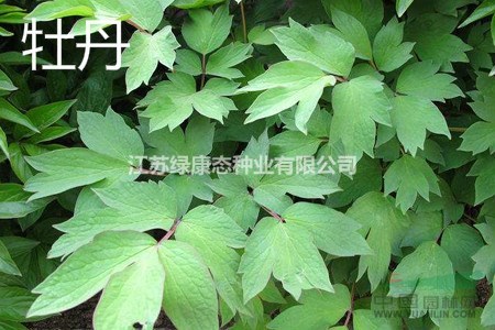 芍藥怎么移栽【芍藥供應(yīng) 栽培 種植找江蘇綠康態(tài)種業(yè)】