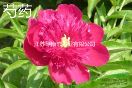 芍藥怎么移栽【芍藥供應(yīng) 栽培 種植找江蘇綠康態(tài)種業(yè)】