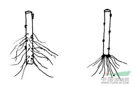 【芍藥種植】芍藥的扦插方法