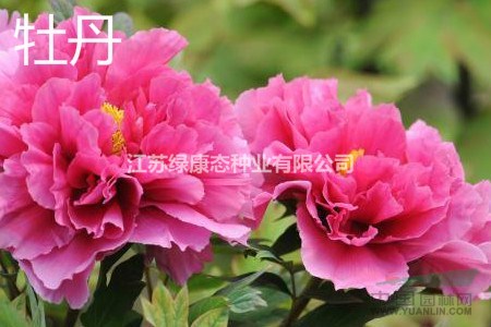 【芍藥栽培技術(shù)】芍藥花怎么養(yǎng)殖