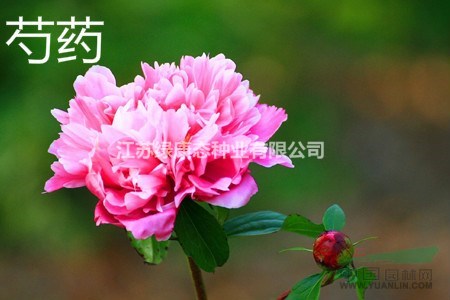 【芍藥栽培技術(shù)】芍藥花怎么養(yǎng)殖