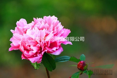 芍藥蟲(chóng)害及防治方法【芍藥養(yǎng)護(hù)】