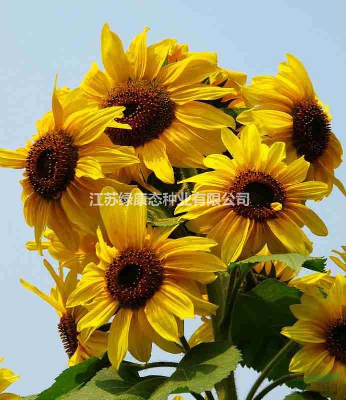 多頭向日葵  花海必備品種