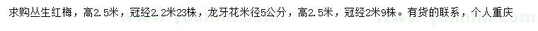 求購高2.5米叢生紅梅