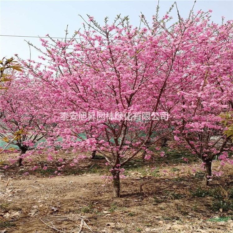 供應(yīng)浙江菊花碧桃 2-3年菊花碧桃多少錢 9-10公分菊花碧
