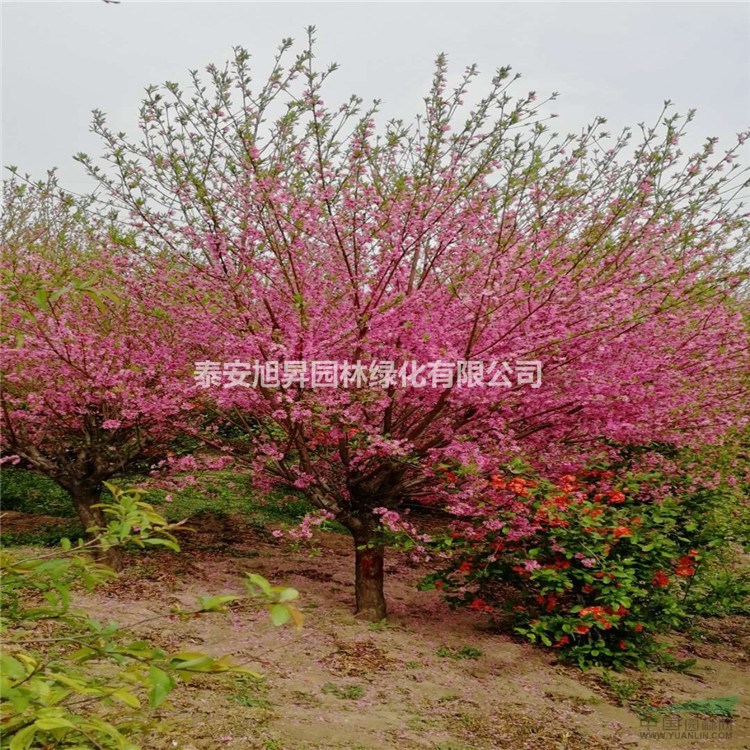供應(yīng)浙江菊花碧桃 2-3年菊花碧桃多少錢 9-10公分菊花碧