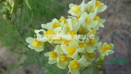 柳穿魚種子   常年供應(yīng)草花種子苗木種子草籽