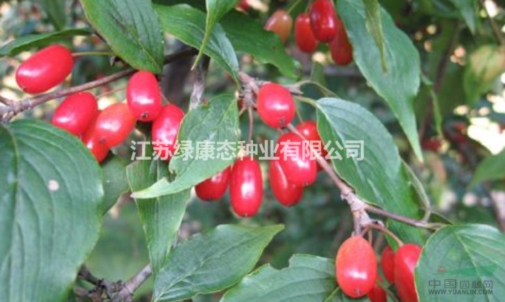 山茱萸生理特性，需要種子請聯(lián)系綠康態(tài)