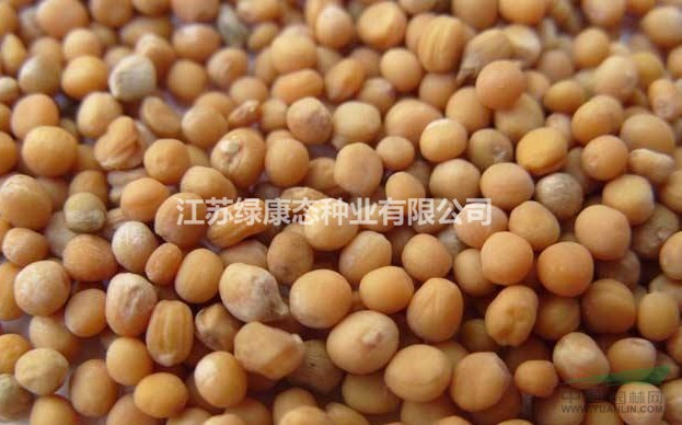白芥子的產(chǎn)地，種子綠康態(tài)有，量大優(yōu)惠