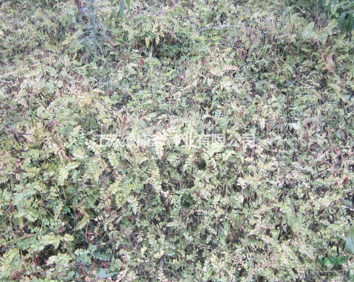 沙苑子詳細(xì)資料，詳情請聯(lián)系綠康態(tài)