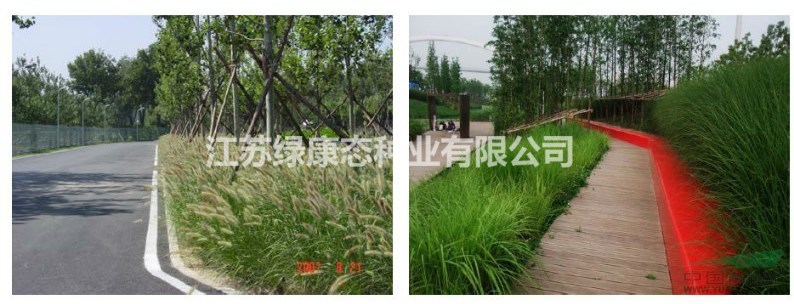 狼尾草種子批發(fā)