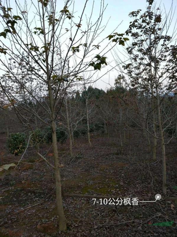 楓香樹苗7公分，10公分