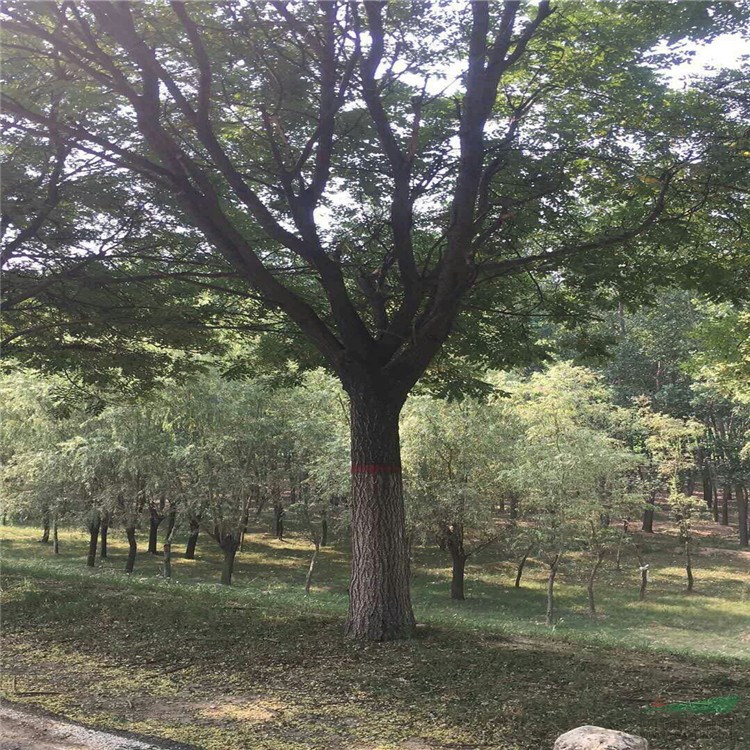 18公分國槐批發(fā)價格 18公分國槐多少錢  山東嘉通園林