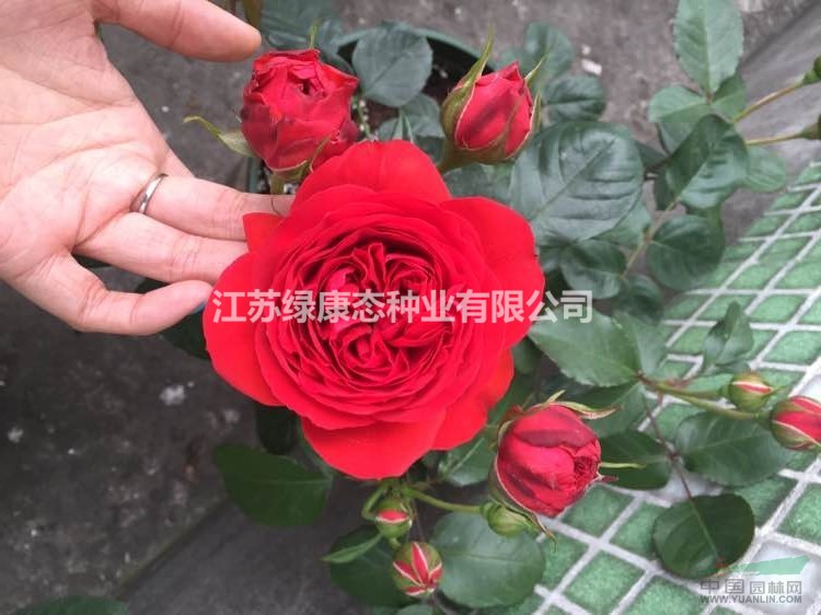 供應(yīng)切花月季（紅蘋果）小中大杯苗 