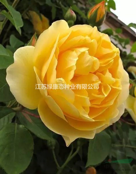 灌木歐月（格拉漢托馬斯）小中大杯苗