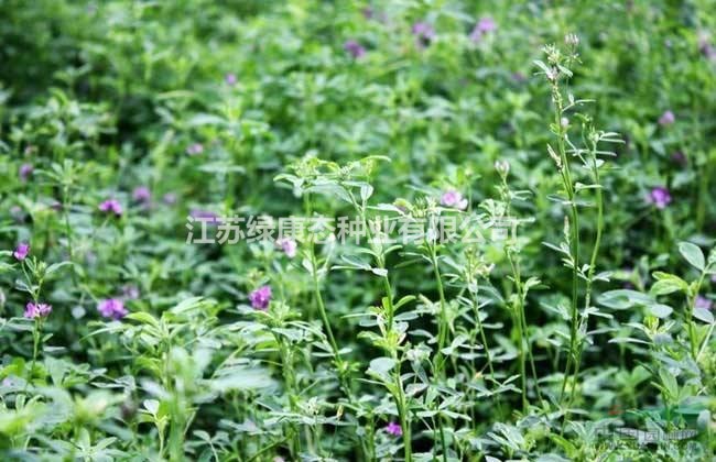 WL-325苜蓿種子批發(fā)
