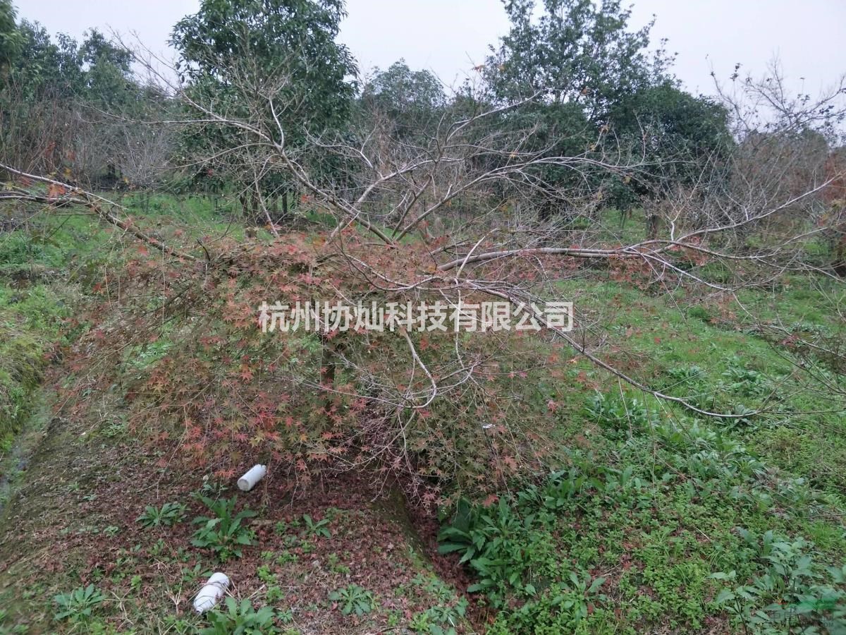 精品形態藝術紅楓雞爪槭規格7-15公分
