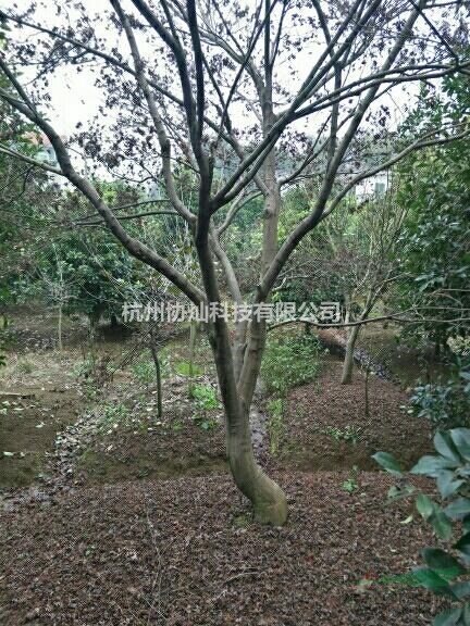 精品形態藝術紅楓雞爪槭規格7-15公分