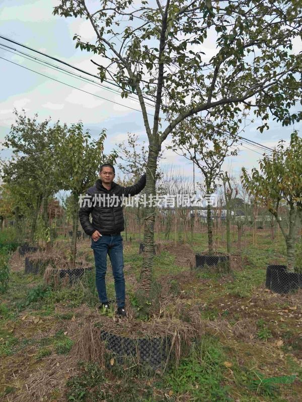 供應(yīng)形狀樹臘梅7-25公分帶梅龜精品出售